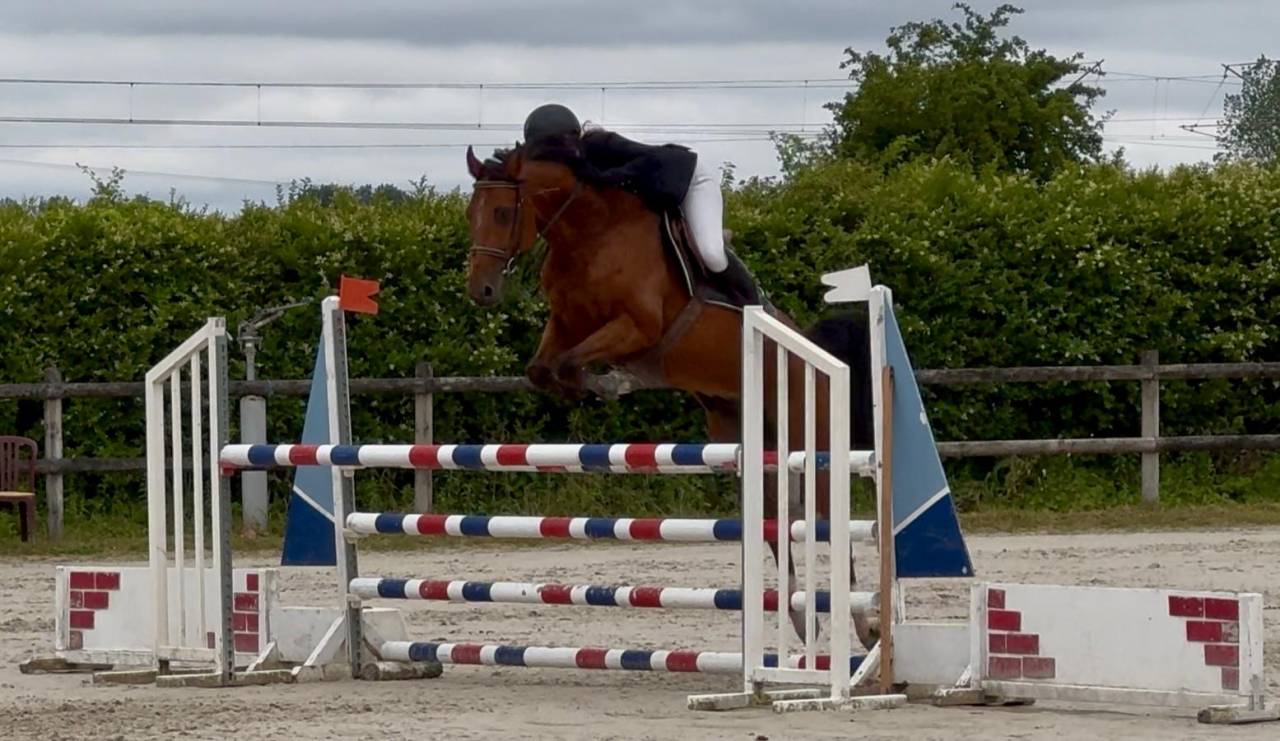 Gelding Selle Fran&ccedil;ais For sale 2019 Bay