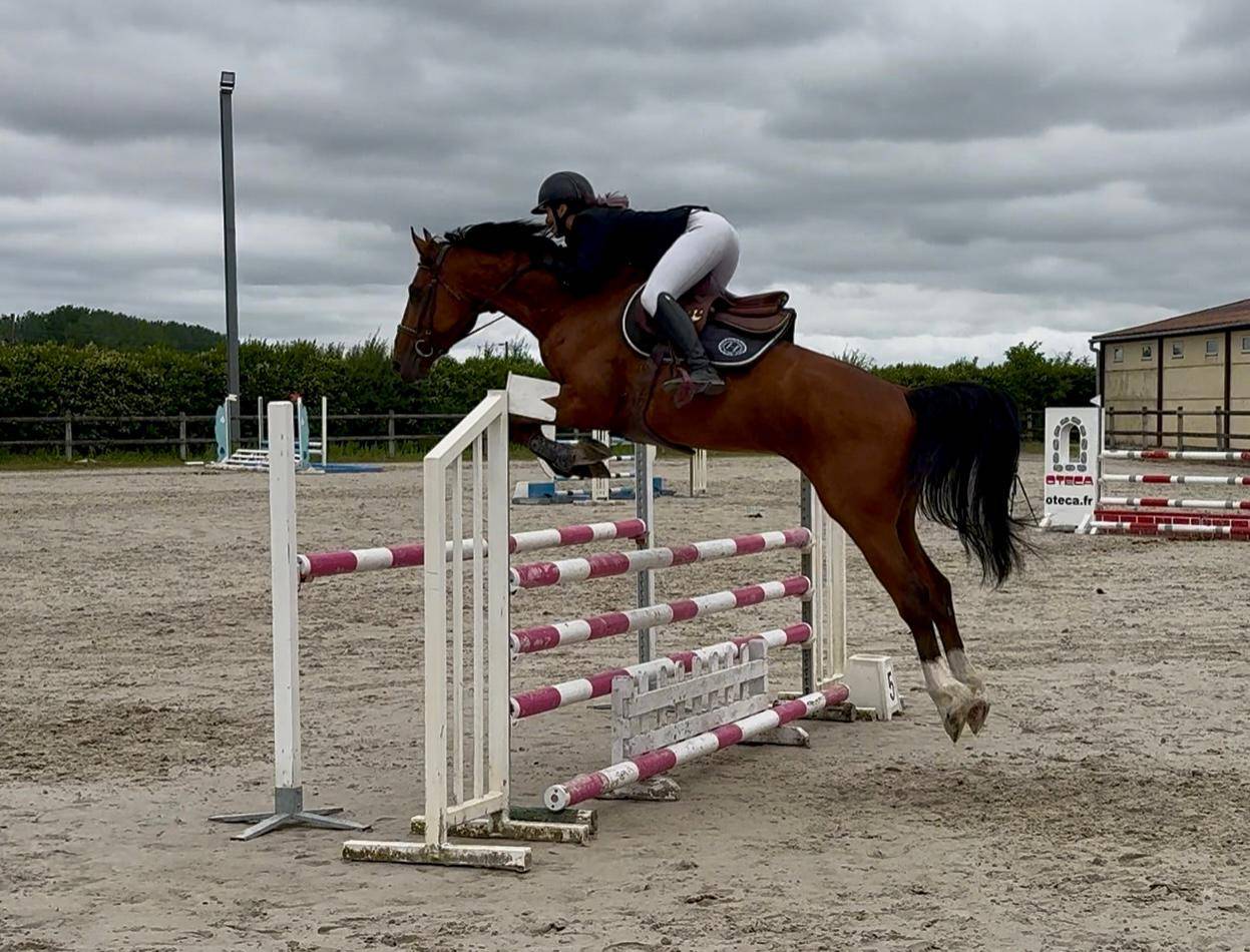 Gelding Selle Fran&ccedil;ais For sale 2019 Bay