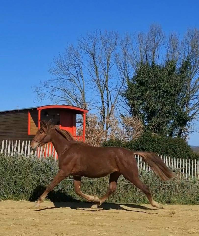 Colt PRE Pure Spanish Bred For sale 2024 Chesnut