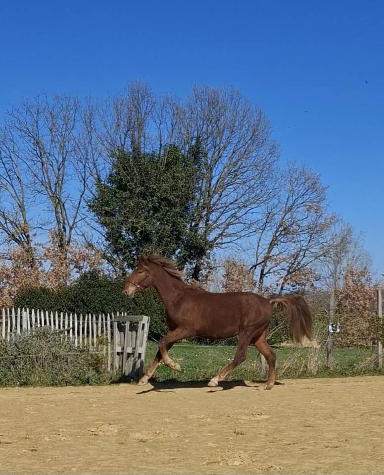 Colt PRE Pure Spanish Bred For sale 2024 Chesnut