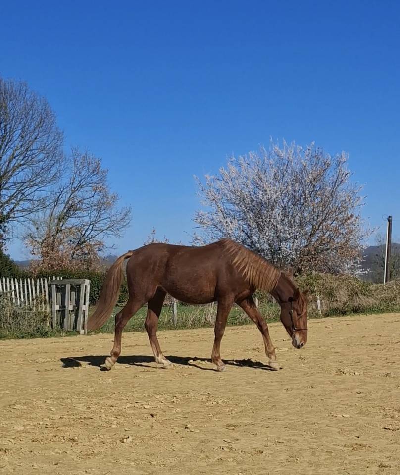 Colt PRE Pure Spanish Bred For sale 2024 Chesnut