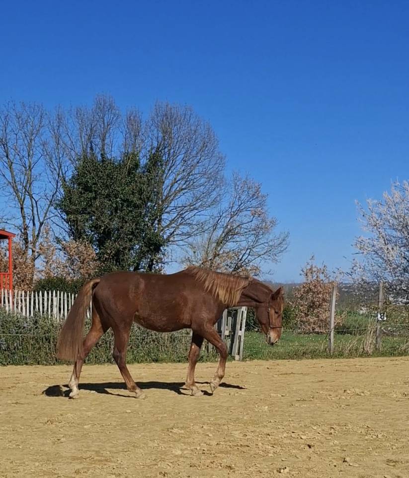 Colt PRE Pure Spanish Bred For sale 2024 Chesnut