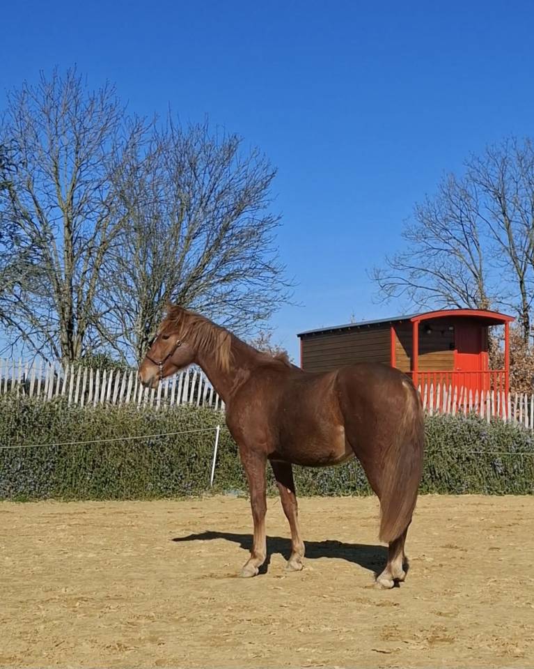 Colt PRE Pure Spanish Bred For sale 2024 Chesnut