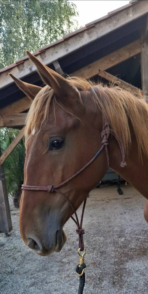 Colt PRE Pure Spanish Bred For sale 2024 Chesnut