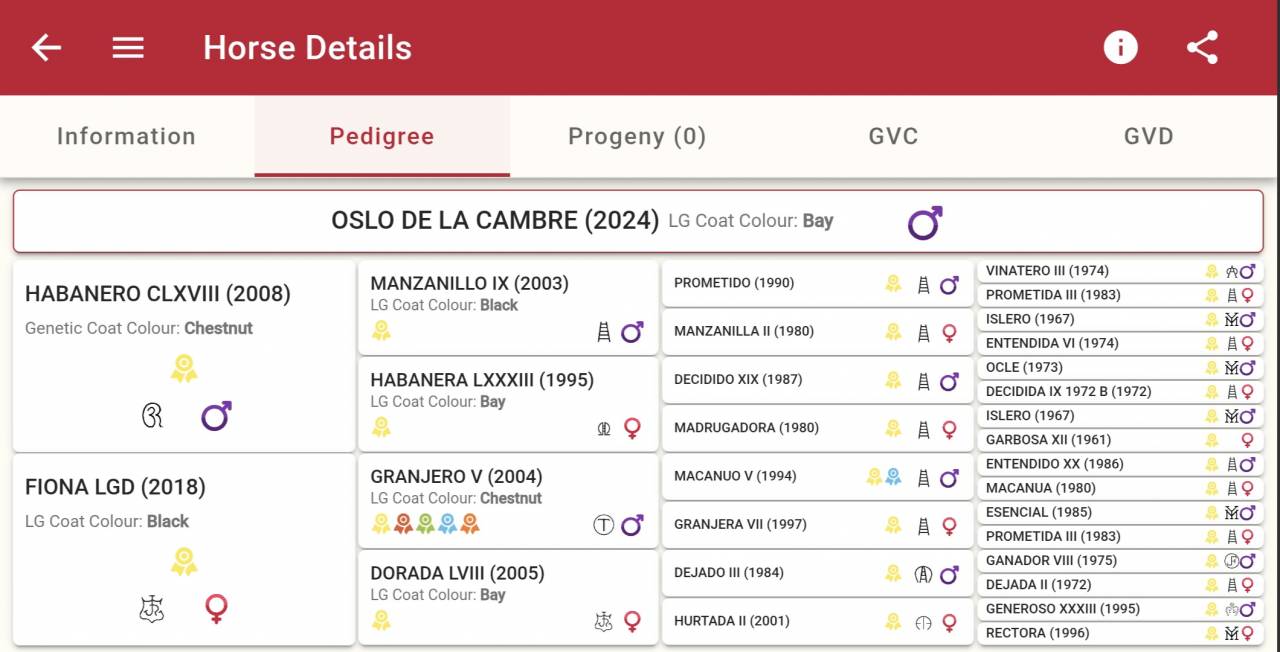 Colt PRE Pure Spanish Bred For sale 2024 Chesnut