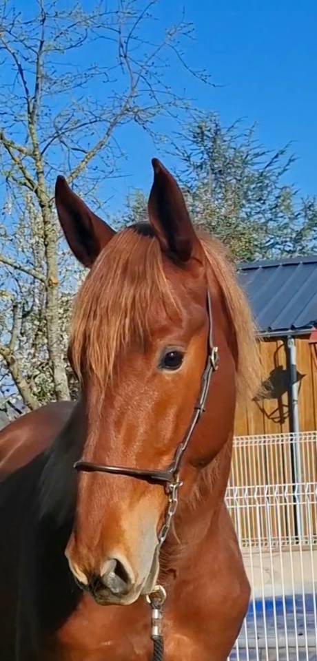 Colt PRE Pure Spanish Bred For sale 2024 Chesnut