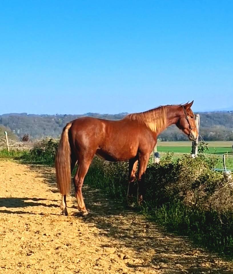 Colt PRE Pure Spanish Bred For sale 2024 Chesnut