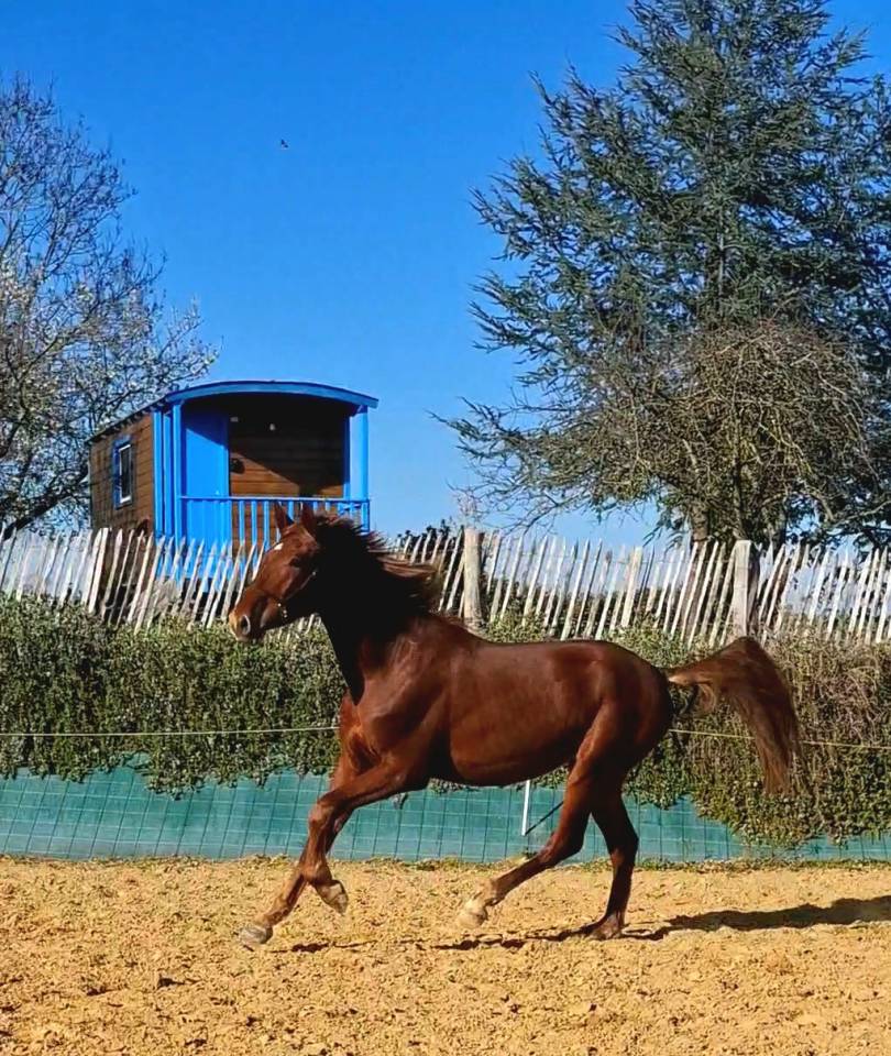 Colt PRE Pure Spanish Bred For sale 2024 Chesnut