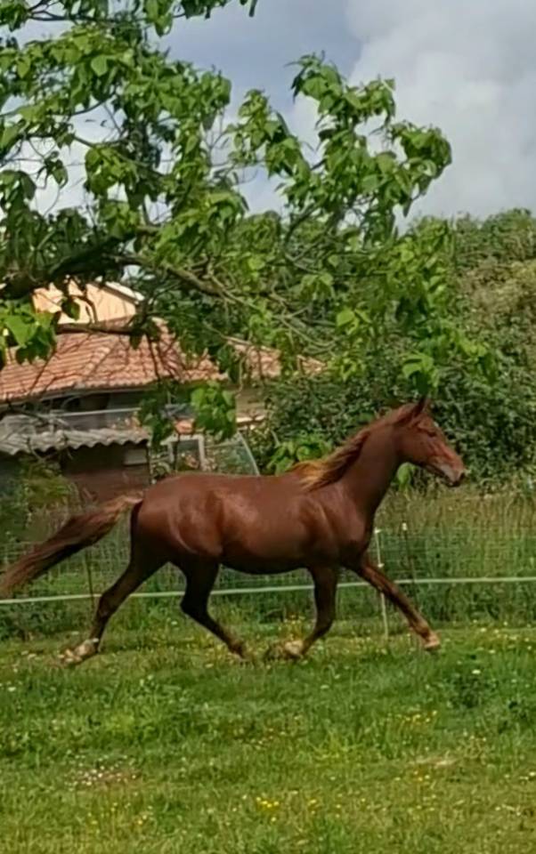 Colt PRE Pure Spanish Bred For sale 2024 Chesnut