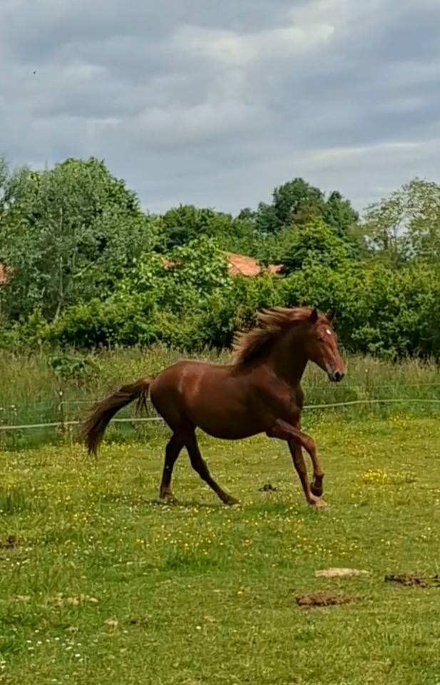 Colt PRE Pure Spanish Bred For sale 2024 Chesnut