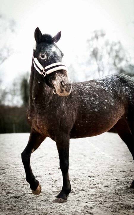 Mare No Origin Recorded For sale 2007 Other color