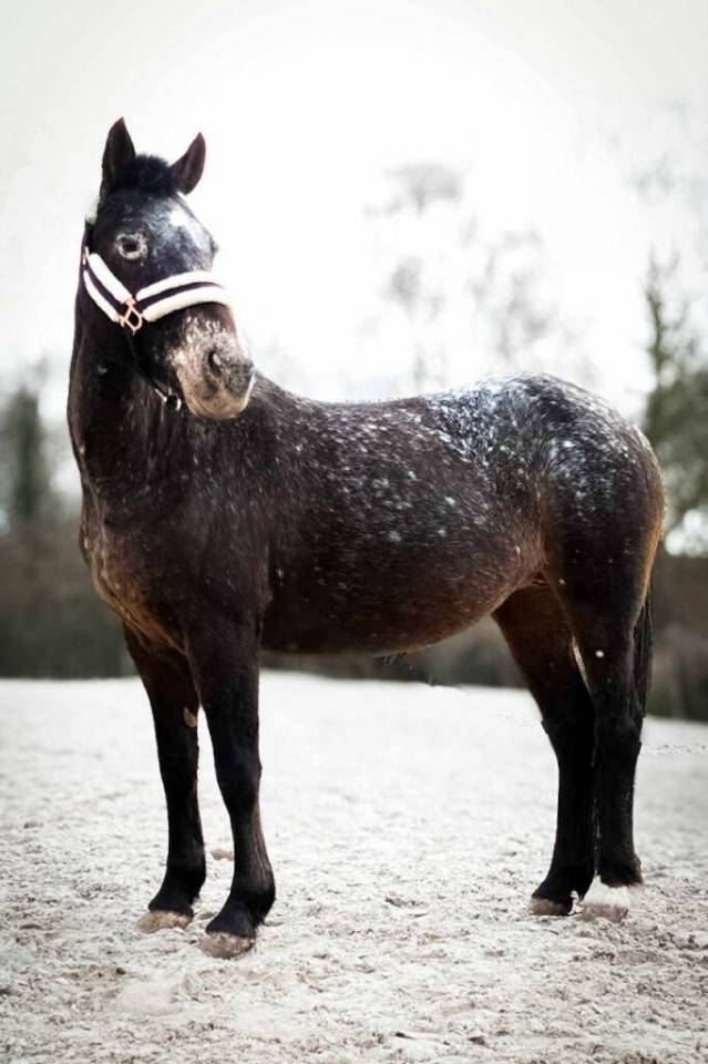 Mare No Origin Recorded For sale 2007 Other color