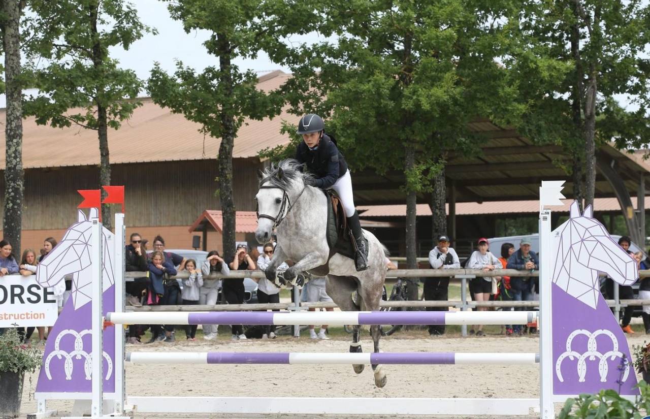 Mare Belgian Riding Pony For sale 2014 Grey