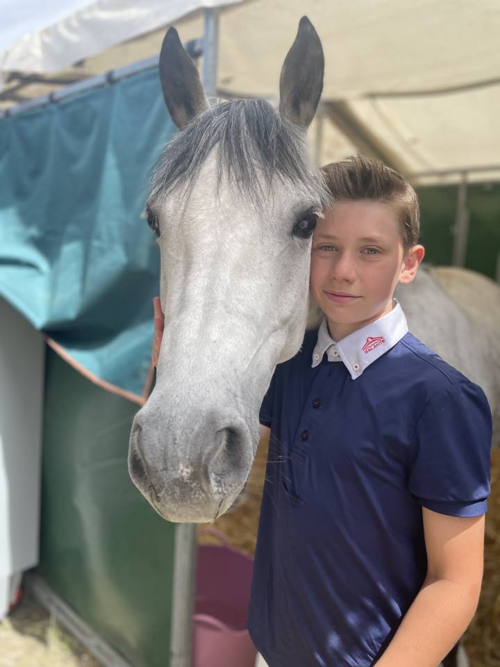 Mare Belgian Riding Pony For sale 2014 Grey