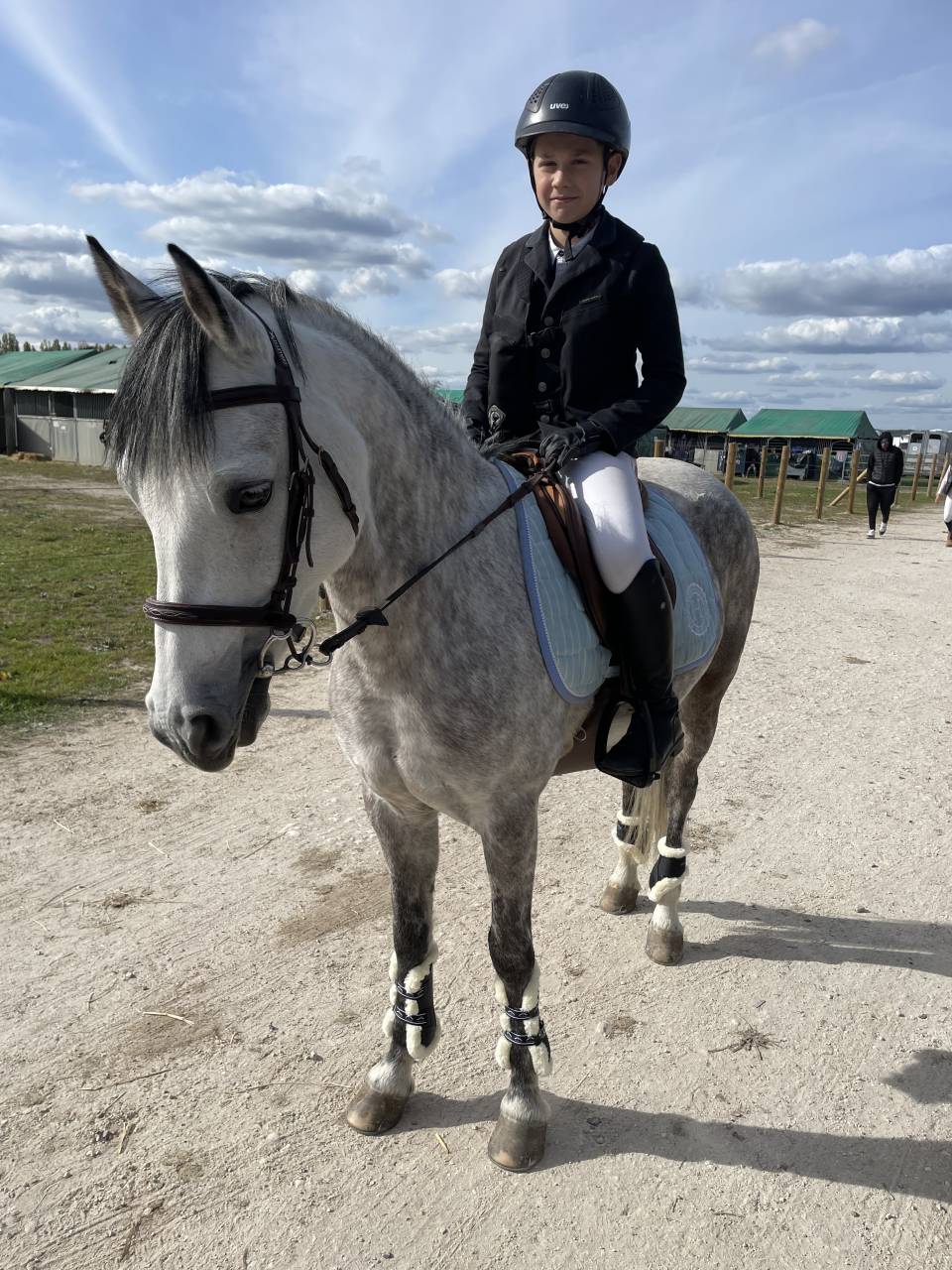 Mare Belgian Riding Pony For sale 2014 Grey