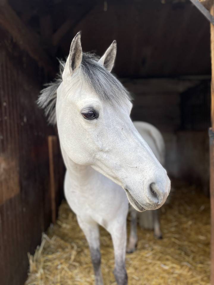 Mare Belgian Riding Pony For sale 2014 Grey