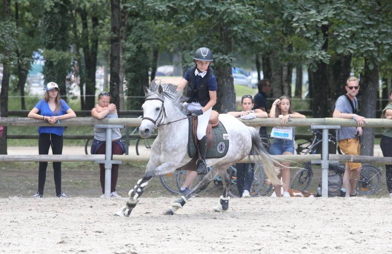 Mare Belgian Riding Pony For sale 2014 Grey
