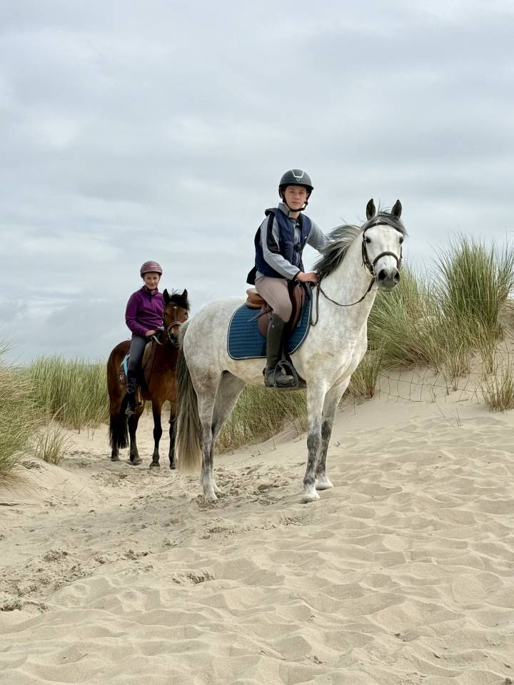 Mare Belgian Riding Pony For sale 2014 Grey