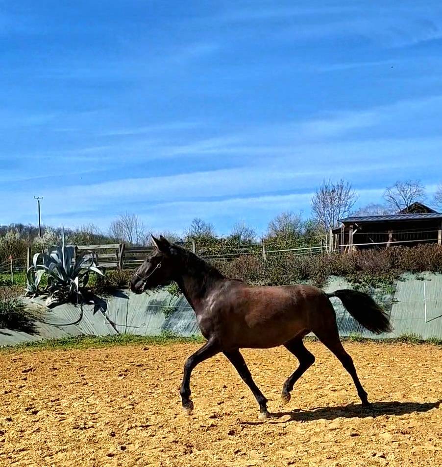 Filly PRE Pure Spanish Bred For sale 2024 Black