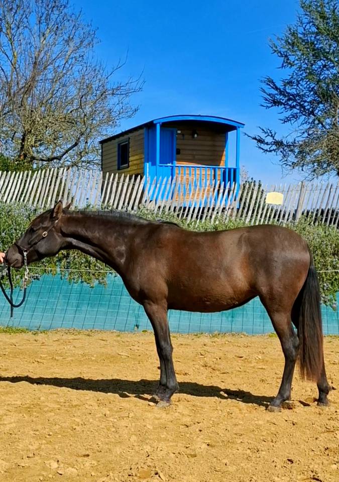Filly PRE Pure Spanish Bred For sale 2024 Black
