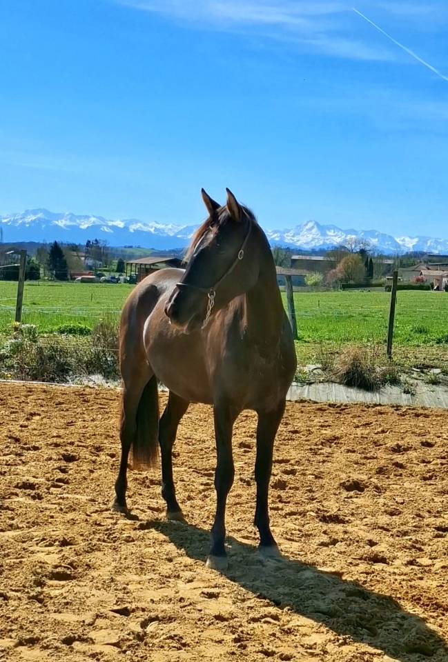 Filly PRE Pure Spanish Bred For sale 2024 Black