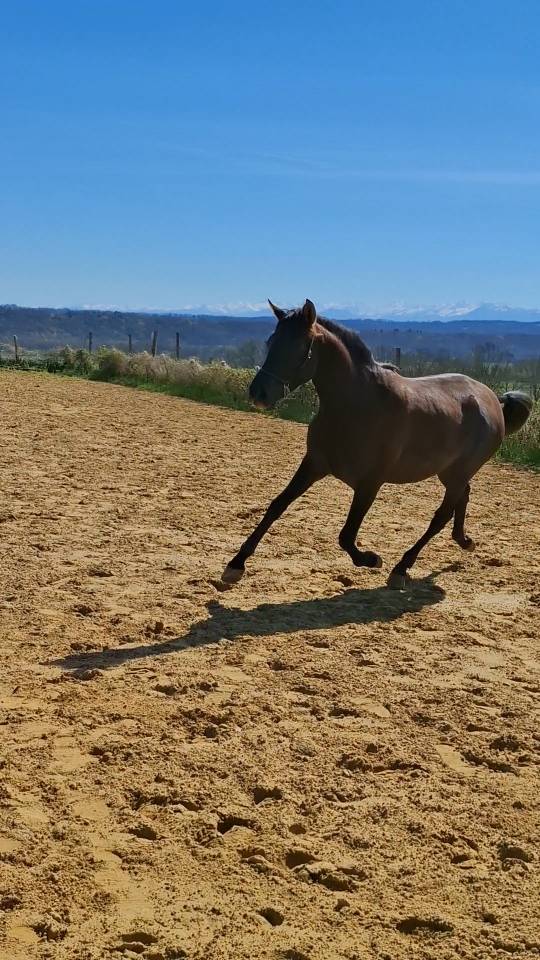 Filly PRE Pure Spanish Bred For sale 2024 Black