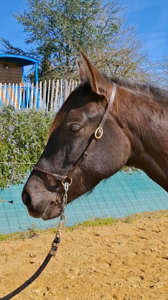 Filly PRE Pure Spanish Bred For sale 2024 Black