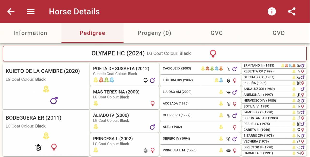 Filly PRE Pure Spanish Bred For sale 2024 Black