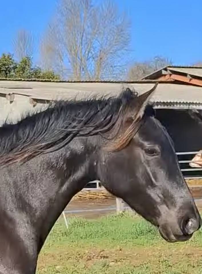 Filly PRE Pure Spanish Bred For sale 2024 Black