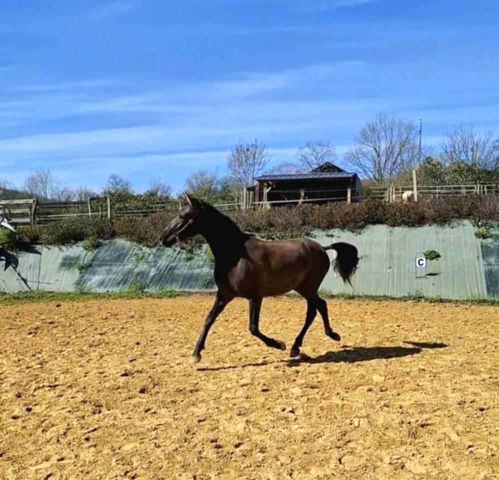 Filly PRE Pure Spanish Bred For sale 2024 Black