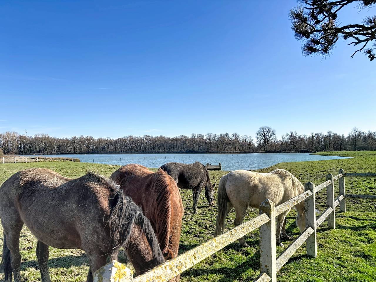 Luxurious equestrian property  Ain