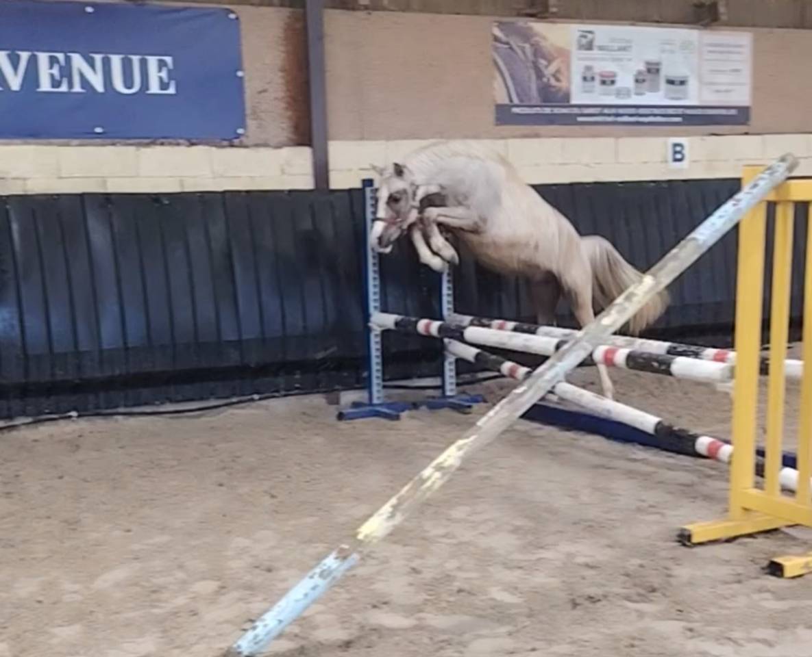 Noreo du listrane  - Arabian Half Blood 2023 by Avalon joon