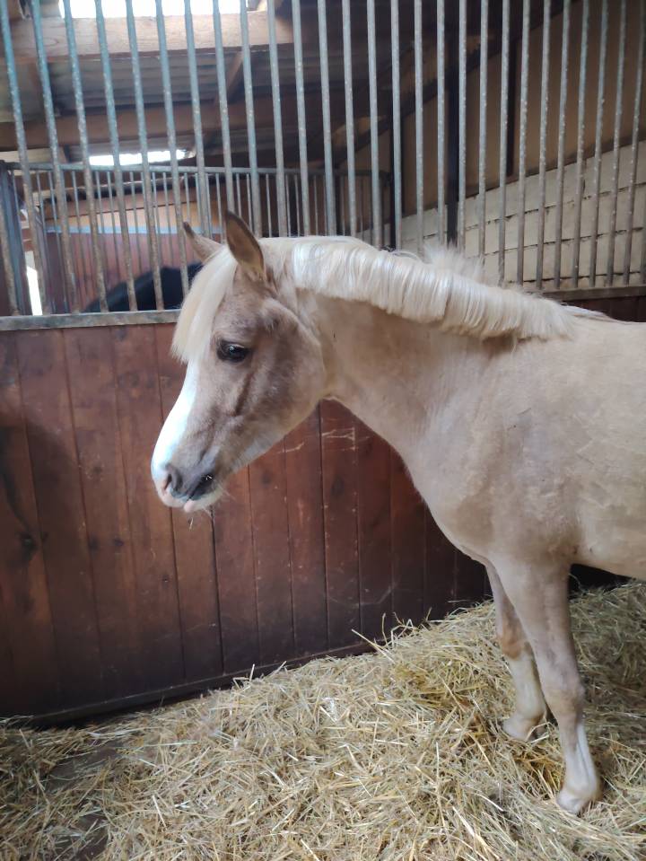 Noreo du listrane  - Arabian Half Blood 2023 by Avalon joon