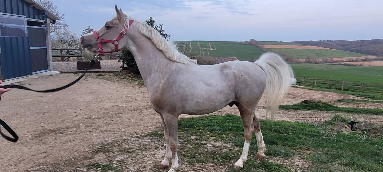 Noreo du listrane  - Arabian Half Blood 2023 by Avalon joon