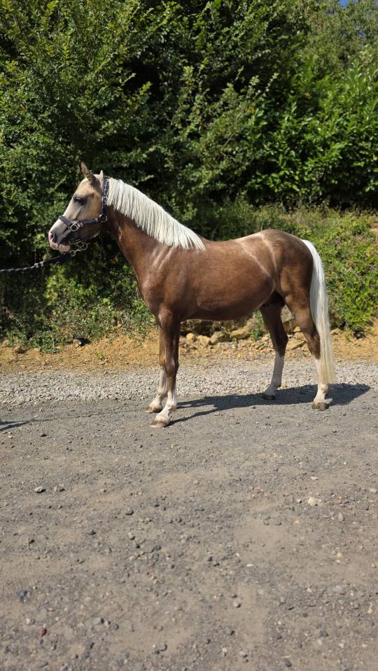 Noreo du listrane  - Arabian Half Blood 2023 by Avalon joon