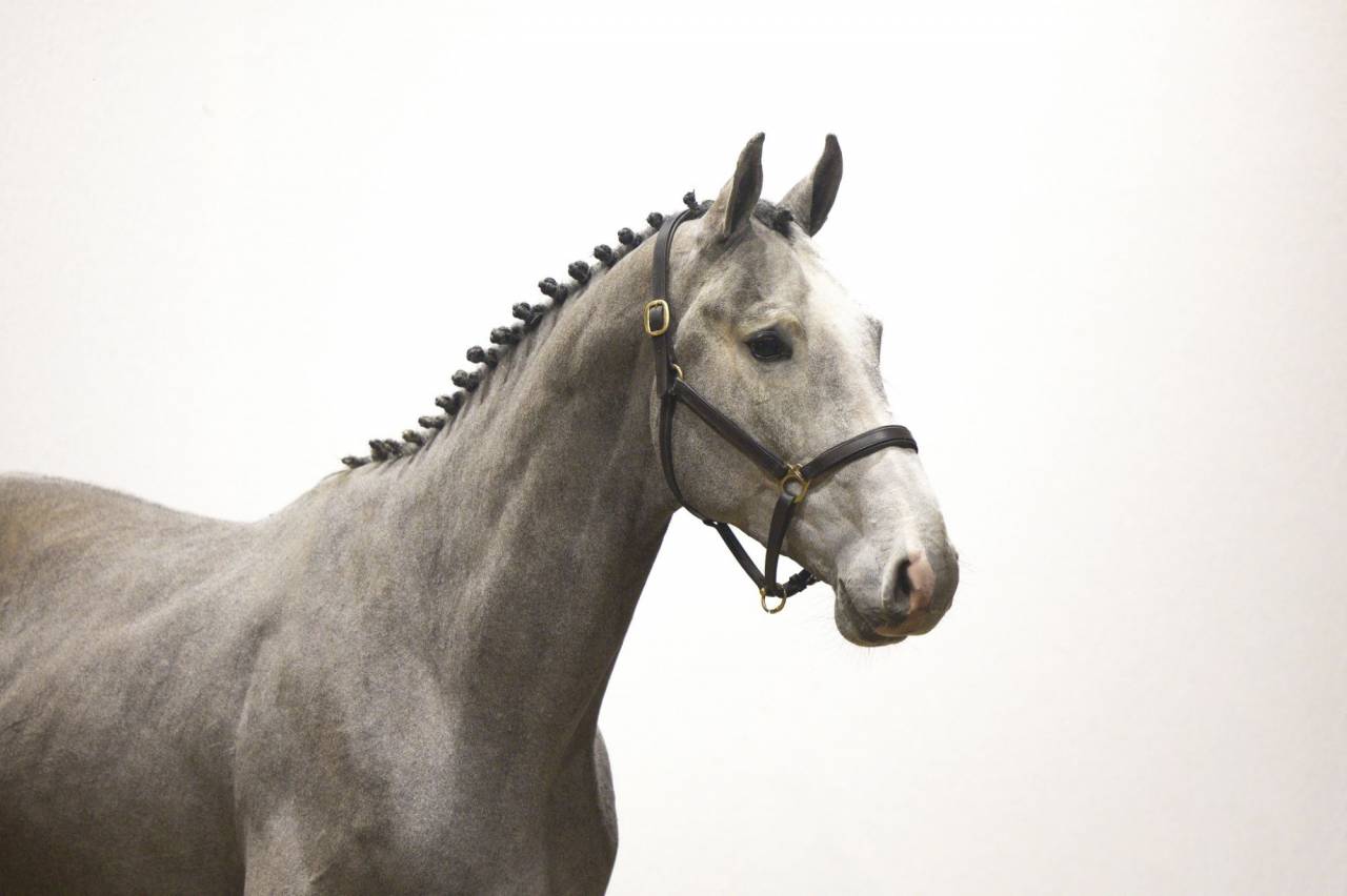 Entire KWPN Dutch Warmblood For sale 2023 Grey