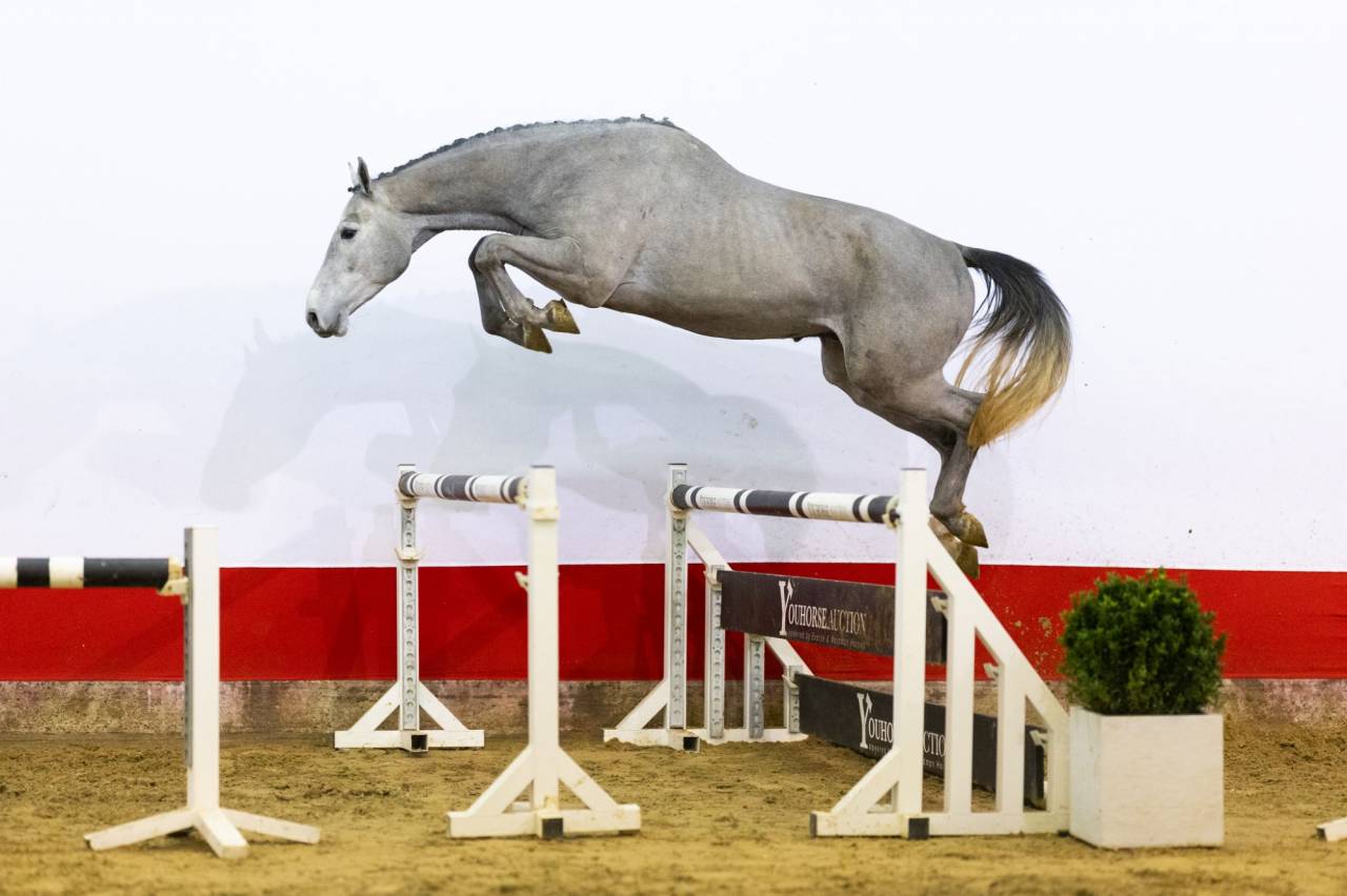 Entire KWPN Dutch Warmblood For sale 2023 Grey