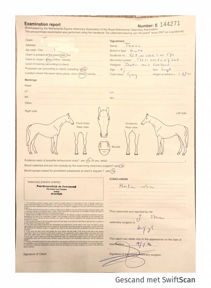 Entire KWPN Dutch Warmblood For sale 2023 Grey