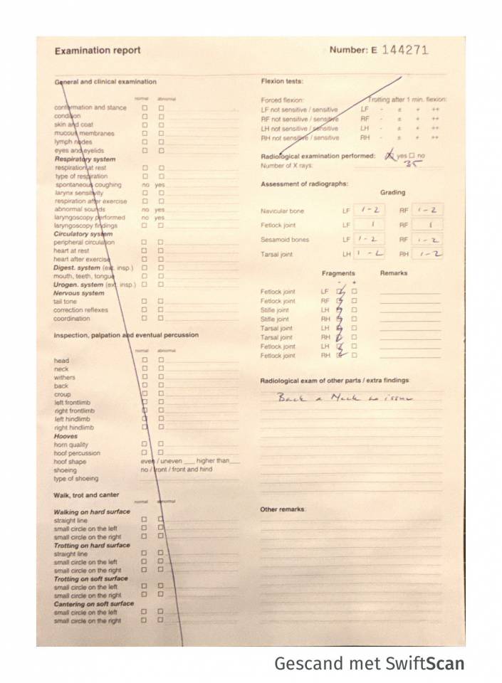 Entire KWPN Dutch Warmblood For sale 2023 Grey