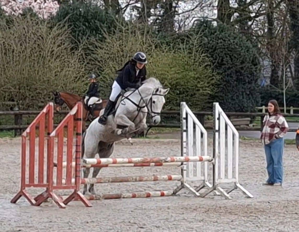 Gelding Other Pony Breed For sale 2019 White