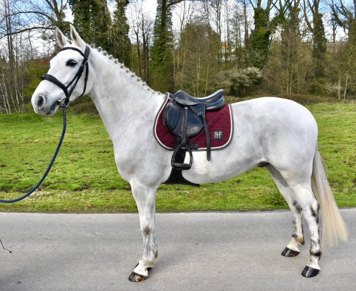 Gelding Other Pony Breed For sale 2019 White