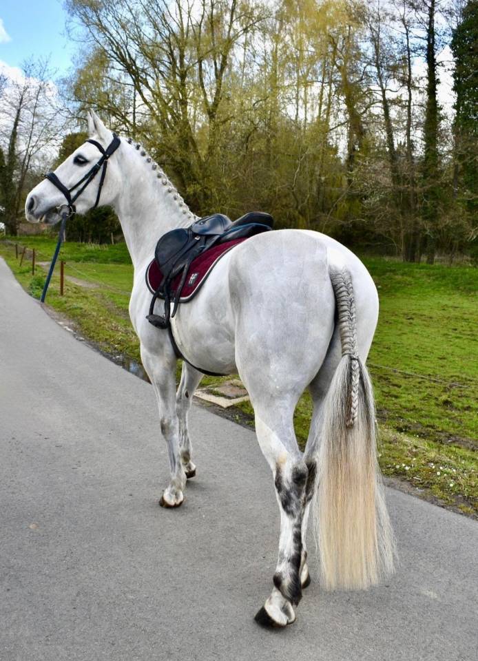 Gelding Other Pony Breed For sale 2019 White