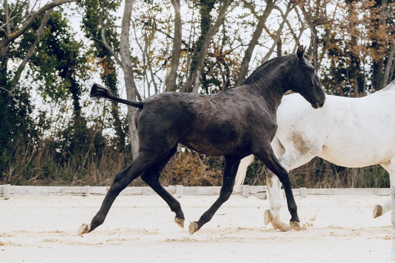 Filly Lusitano For sale 2025 Grey