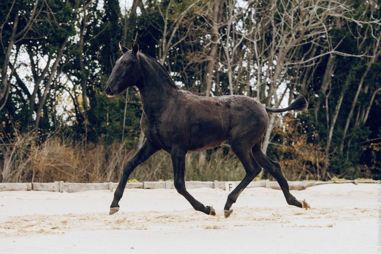 Filly Lusitano For sale 2025 Grey