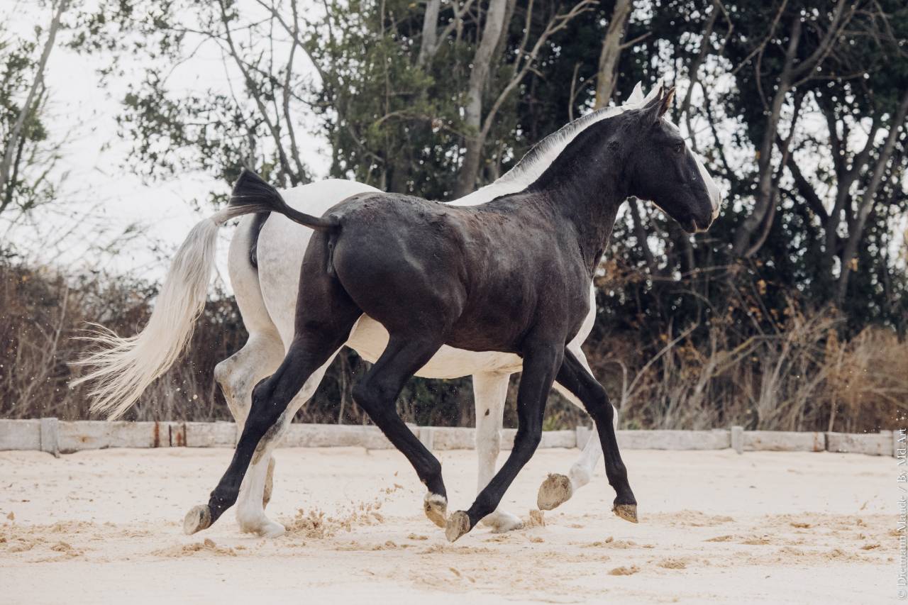 Filly Lusitano For sale 2025 Grey