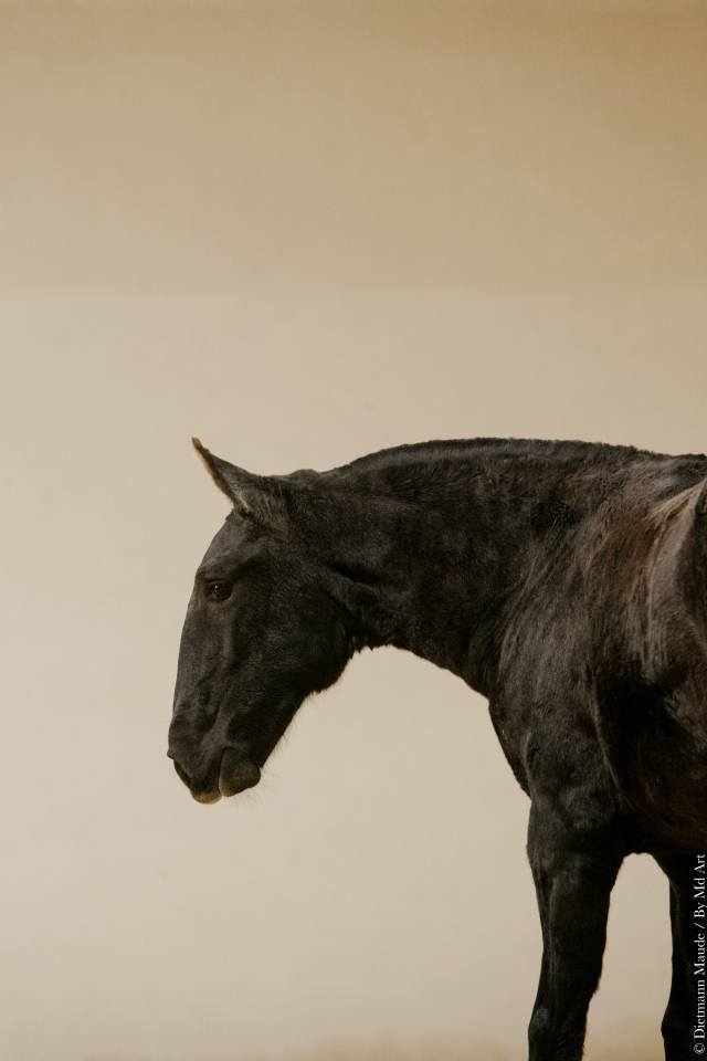 Filly Lusitano For sale 2025 Grey