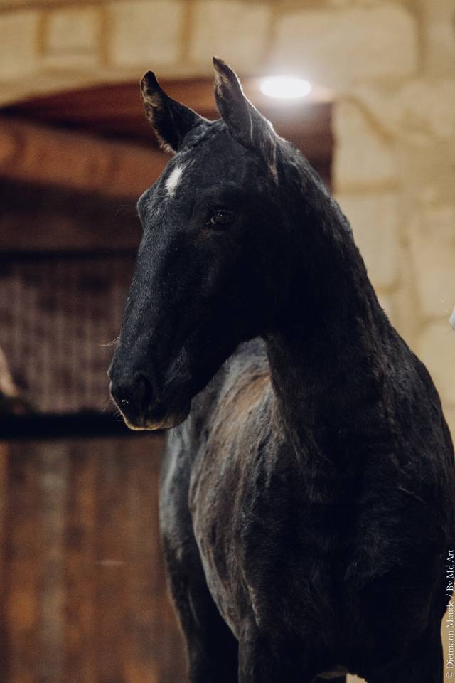 Filly Lusitano For sale 2025 Grey