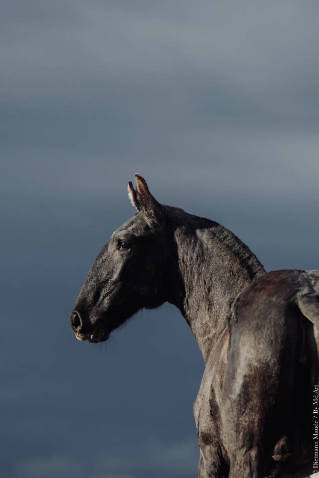 Filly Lusitano For sale 2025 Grey