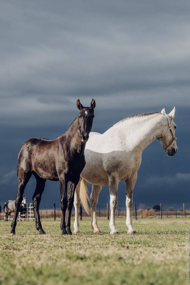 Filly Lusitano For sale 2025 Grey