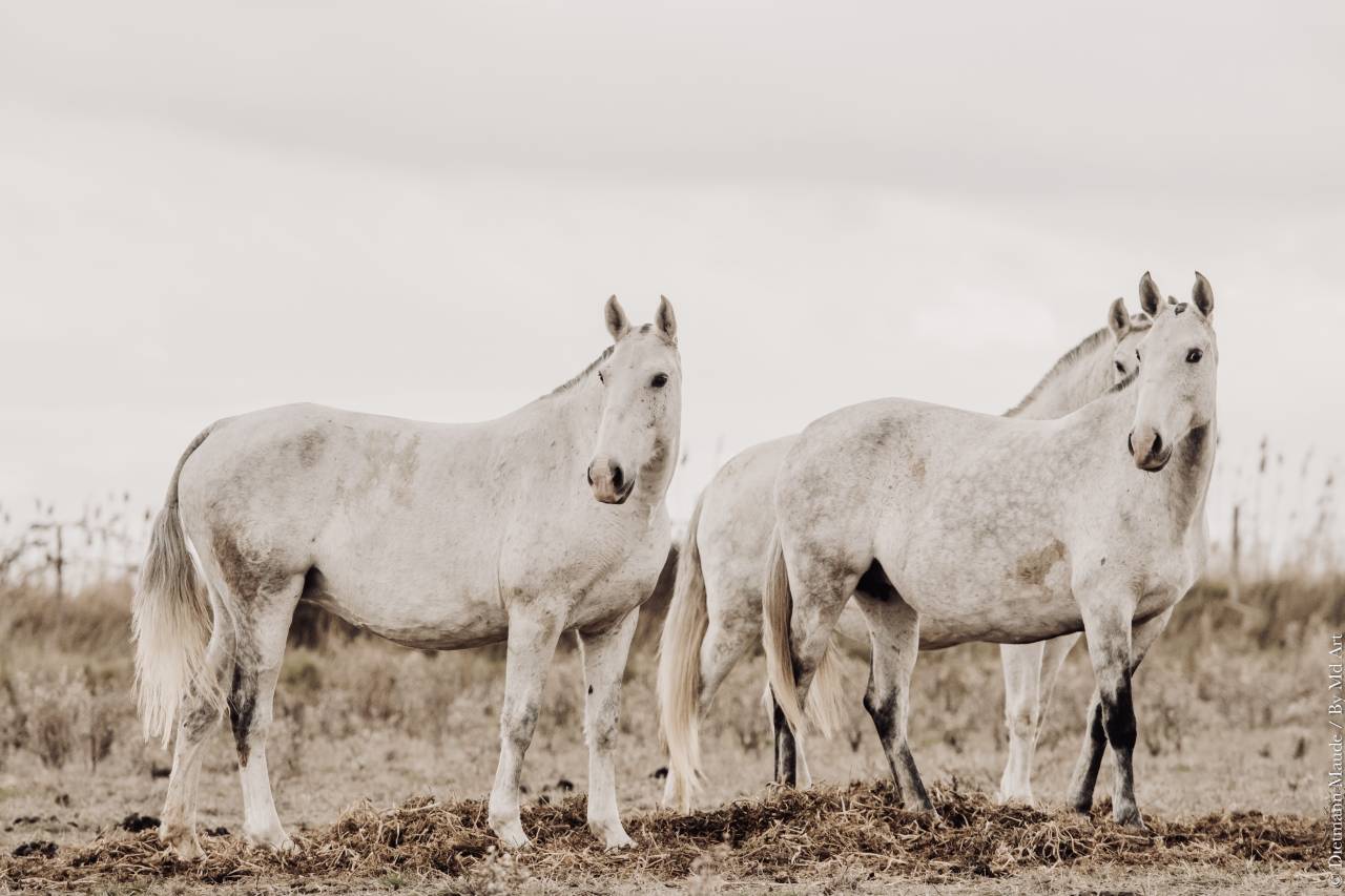 Filly Lusitano For sale 2025 Grey
